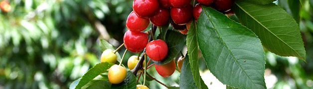 大连雅茗轩茶业有限公司